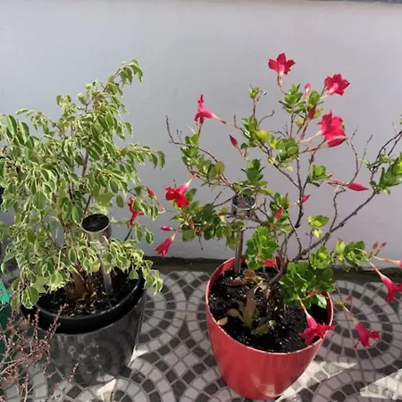 Andar Tranquilo Entre Lisboa Apartamento Sintra